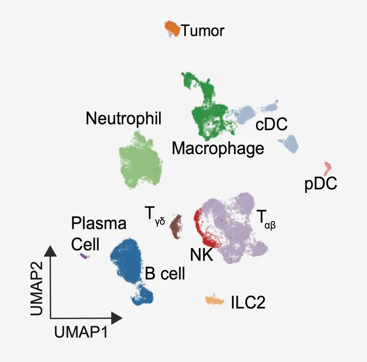 lunch cancer immune surveillance